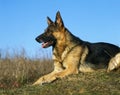 German Shepherd Dog laying Royalty Free Stock Photo
