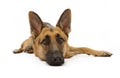 German Shepherd Dog Laying Down