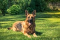 German shepherd dog laying down on grass Royalty Free Stock Photo