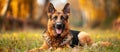 German Shepherd Dog Laying in Grass