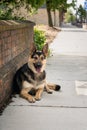 German Shepherd Dog Laying Royalty Free Stock Photo