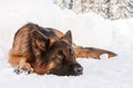 German shepherd dog in the snow, Cortina D`Ampezzo, Italy Royalty Free Stock Photo