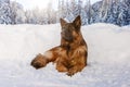 German shepherd dog in the snow, Cortina D`Ampezzo, Italy Royalty Free Stock Photo