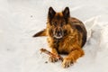 german shepherd dog laying on the snow Royalty Free Stock Photo