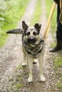 German shepherd dog on leash full body photo