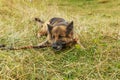 German shepherd dog gnaws a stick Royalty Free Stock Photo