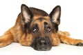 German Shepherd dog lies on a white background