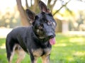 A German Shepherd dog listening with a head tilt Royalty Free Stock Photo