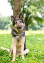 A German Shepherd dog listening with a head tilt Royalty Free Stock Photo