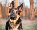 A German Shepherd dog listening with a head tilt Royalty Free Stock Photo