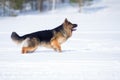 German shepherd dog long-haired standing in snow Royalty Free Stock Photo
