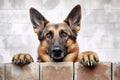 German Shepherd dog