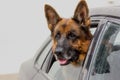 German shepherd dog looks out of the car window Royalty Free Stock Photo