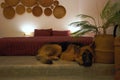 German shepherd dog lying down at bed for guarding Royalty Free Stock Photo