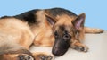 German shepherd dog lying down on floor feel bored or wait Royalty Free Stock Photo