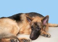 German shepherd dog lying down on floor feel bored or wait with copy space Royalty Free Stock Photo