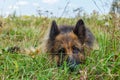 german shepherd dog Royalty Free Stock Photo