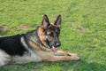 German shepherd dog lying on grass Royalty Free Stock Photo