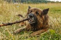 German shepherd dog gnawing a stick Royalty Free Stock Photo