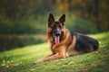 German shepherd dog lying on the grass on a hillside Royalty Free Stock Photo