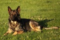 A German Shepherd Dog lying on green grass with green tree in background. Royalty Free Stock Photo