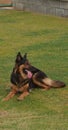 German shepherd dog resting lying on green grass Royalty Free Stock Photo