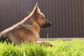 German shepherd dog lying on green grass out of focus. Blurred photo Royalty Free Stock Photo