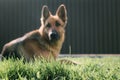 German shepherd dog lying on green grass out of focus. Blurred photo Royalty Free Stock Photo