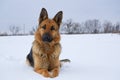 German Shepherd dog lying in the snow. German Shepherd Dog in winter. Dog performs the commands of the owner Royalty Free Stock Photo