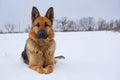 German Shepherd dog lying in the snow. German Shepherd Dog in winter. Dog performs the commands of the owner Royalty Free Stock Photo