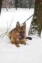 German Shepherd Dog Lying on Snow Royalty Free Stock Photo