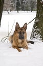 German Shepherd Dog Lying on Snow Royalty Free Stock Photo