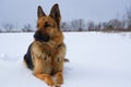 German Shepherd dog lying in the snow. German Shepherd Dog in winter. Dog performs the commands of the owner Royalty Free Stock Photo