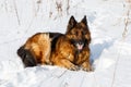 German Shepherd dog lying in the snow Royalty Free Stock Photo