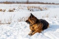 German Shepherd dog lying in the snow Royalty Free Stock Photo