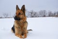 German Shepherd dog lying in the snow. German Shepherd Dog in winter. Dog performs the commands of the owner Royalty Free Stock Photo