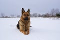 German Shepherd dog lying in the snow. German Shepherd Dog in winter. Dog performs the commands of the owner Royalty Free Stock Photo