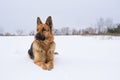 German Shepherd dog lying in the snow. German Shepherd Dog in winter. Dog performs the commands of the owner Royalty Free Stock Photo