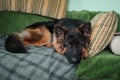 German shepherd dog lying on sofa on pillows Royalty Free Stock Photo