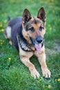 German Shepherd dog lying in the spring grass Royalty Free Stock Photo