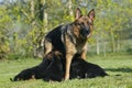 German Shepherd Dog, Mother with Pup Suckling