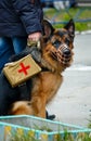 German shepherd dog in a muzzle and a first aid kit on his back Royalty Free Stock Photo
