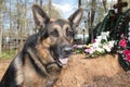 German shepherd dog near the grave