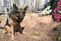 German shepherd dog near the grave