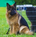 German Shepherd. Dog german shepherd in a nice spring day