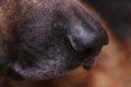 German Shepherd Dog nose macro side view