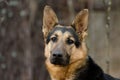 German Shepherd Dog Royalty Free Stock Photo