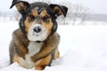 German Shepherd Dog Outside Covered in Snow Royalty Free Stock Photo