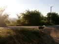 German Shepherd dog outside in the evening light Royalty Free Stock Photo