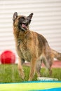 German Shepherd Dog Outside Playing In Water Royalty Free Stock Photo